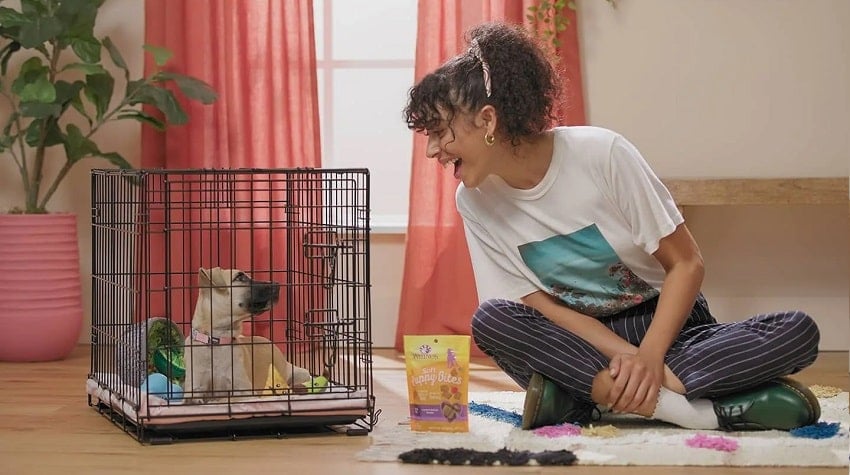 Köpeklerde Kafes Eğitimi