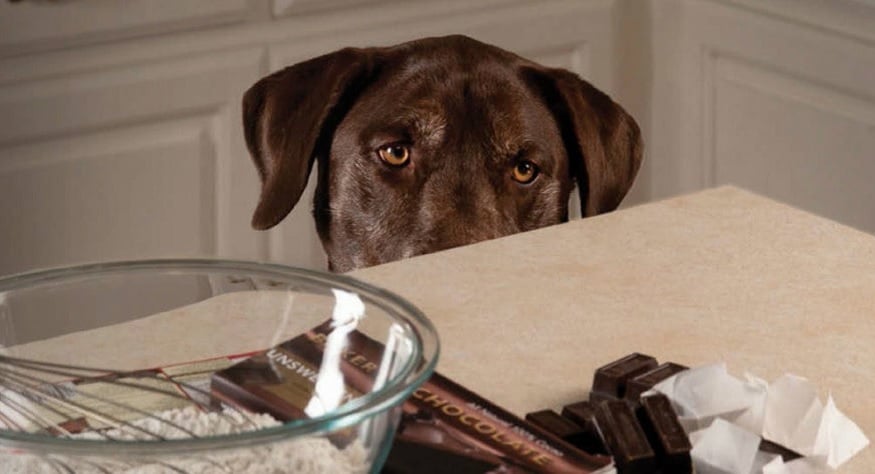 Çikolata köpeği zehirler mi ? Çikolata köpeği zehirler mi ?