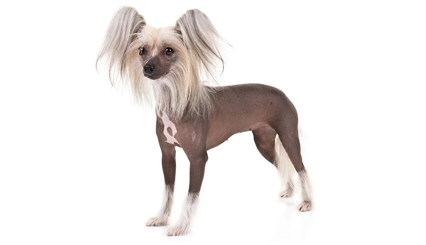 Hipoalerjenik 5 Köpek ve Kedi Türü Hipoalerjenik 5 Köpek ve Kedi Türü