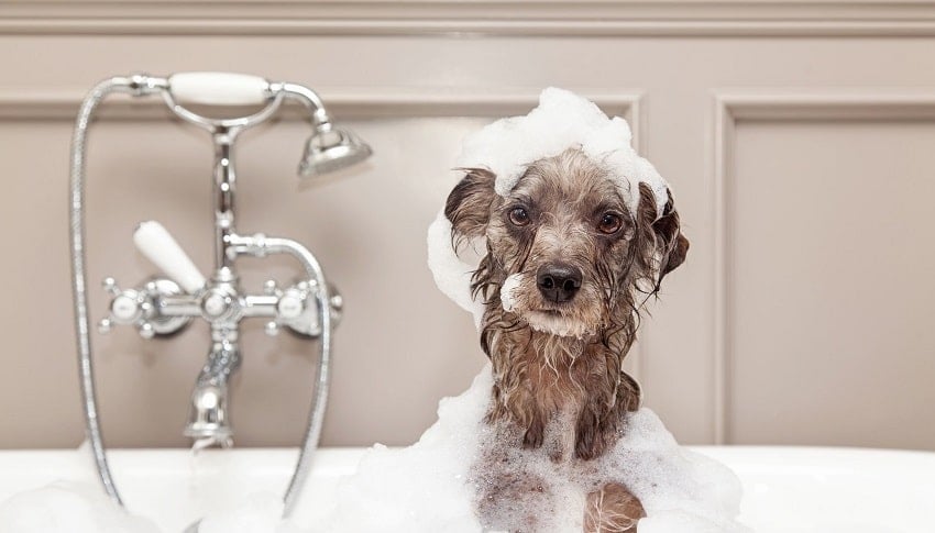 Köpek Yıkarken Nelere Dikkat Edilmeli Köpek Yıkarken Nelere Dikkat Edilmeli