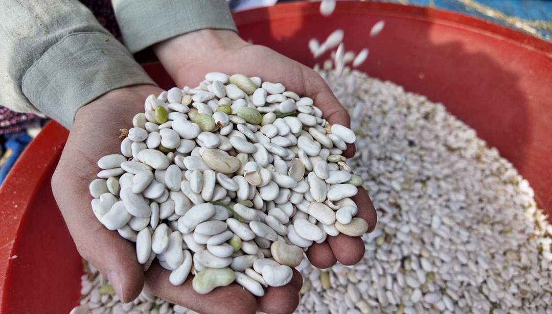 Harman hasadına başlandı: İstanbul, Ankara ve İzmir’e gidiyor Harman hasadına başlandı: İstanbul, Ankara ve İzmir’e gidiyor