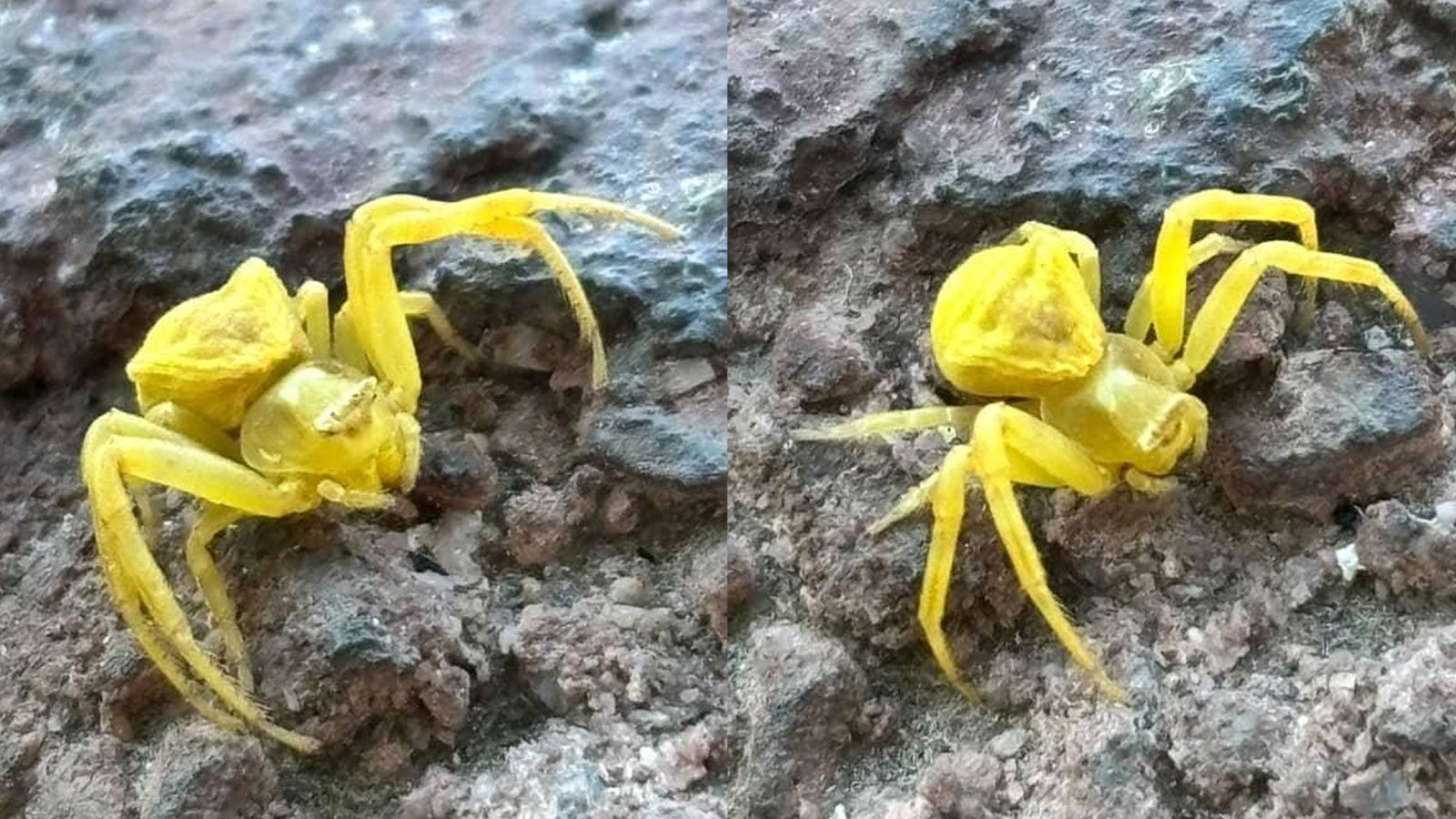 Türkiye’de nadir görülen yaratık Elazığ’da ortaya çıktı! Türkiye’de nadir görülen yaratık Elazığ’da ortaya çıktı!