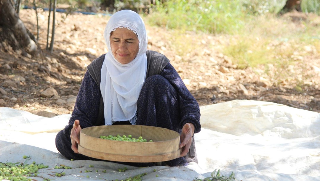 Dededen kalma yöntemle yetiştiriliyor: Kuraklık nedeniyle tehlike altında Dededen kalma yöntemle yetiştiriliyor: Kuraklık nedeniyle tehlike altında
