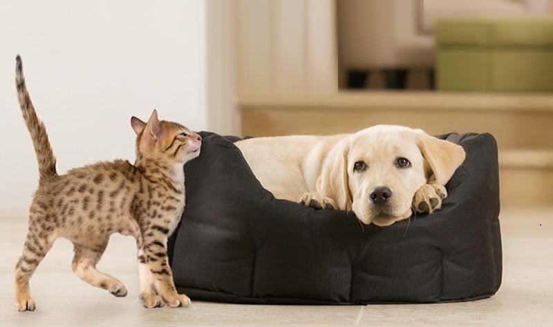 Alerjen azaltan kedi maması nedir? Alerjen azaltan kedi maması nedir?