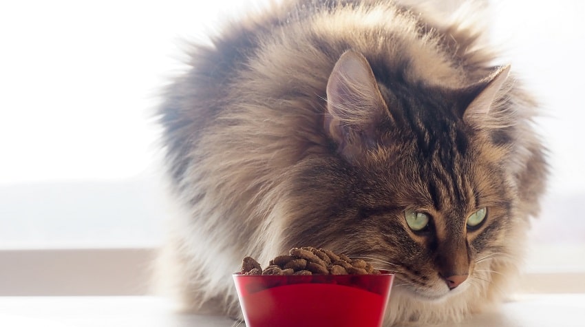 Kedilerde Anoreksiya Kedilerde Anoreksiya