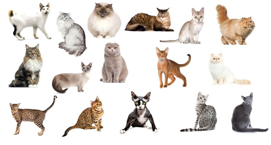 Kişiliğinize Uygun Kedi Hangisi