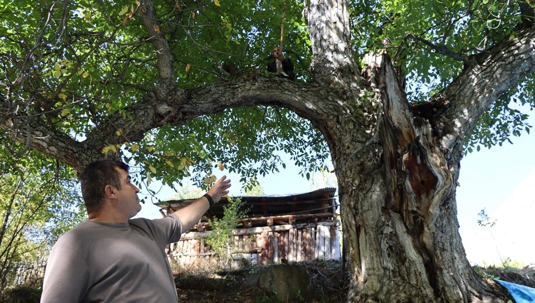 Mahalle sakinleri “imamın cevizi” olarak da biliyor: Dallardan topladılar