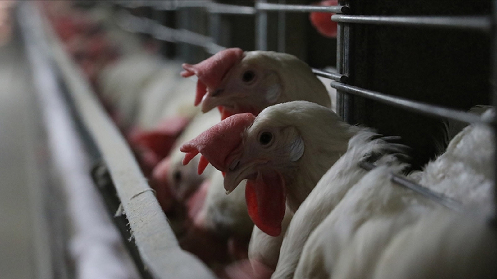 Yaklaşık 460 bin tavuk itlaf edilecek Yaklaşık 460 bin tavuk itlaf edilecek