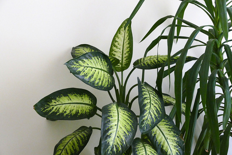 Bitki değil zehir deposu, asla evinizde tutmayın! Bitki değil zehir deposu, asla evinizde tutmayın!