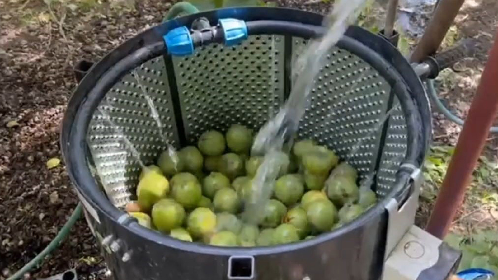 Kilosu 600 liraya kadar çıkıyor! Kilosu 600 liraya kadar çıkıyor!