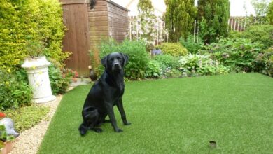 Bahçede Köpek Beslemenin Püf Noktaları