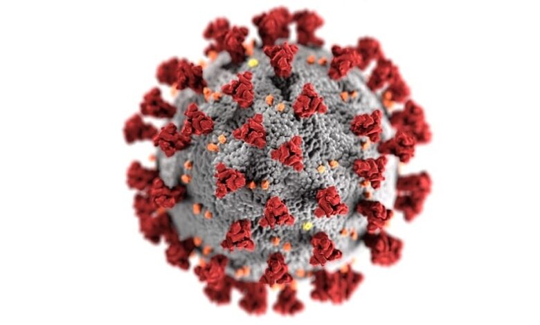 Corona Virüsü ve Hayvanlar: Kedi ve Köpeklerde Etkileri Corona Virüsü ve Hayvanlar: Kedi ve Köpeklerde Etkileri