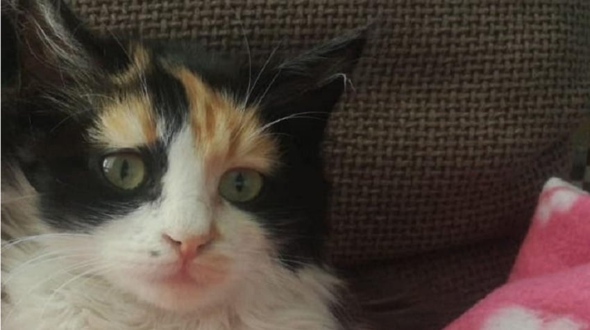 Kedinin Evin Yeni Sahibi Olma Hikayesi Kedinin Evin Yeni Sahibi Olma Hikayesi