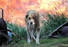 Kedi ve Köpeklerde Yanıkların Önlenmesi ve Tedavisi