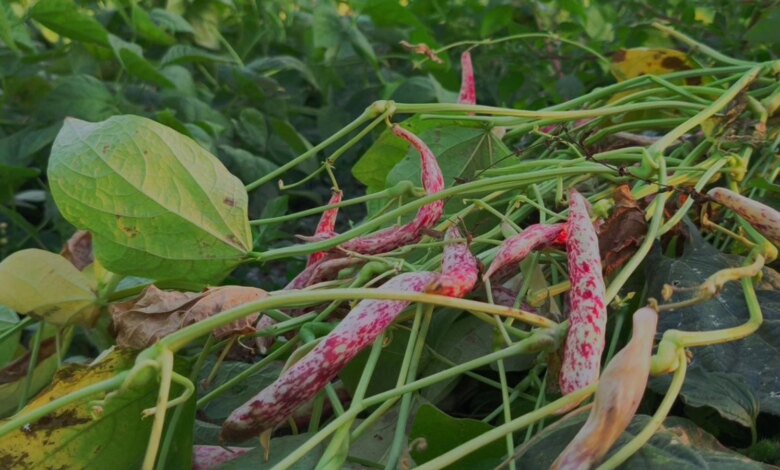 İspir Fasulyesi: Erzurum’un Beyaz Altını 500 Lira İspir Fasulyesi: Erzurum’un Beyaz Altını 500 Lira
