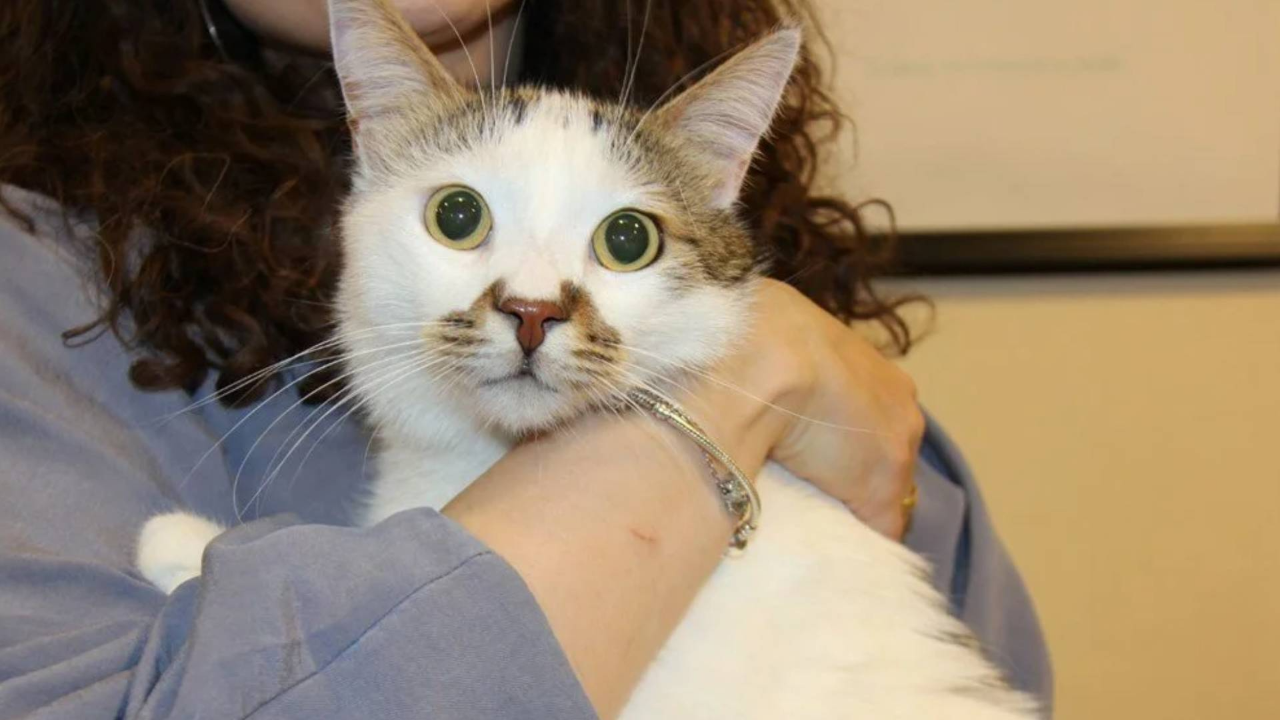 Kedi AIDS’ine rastlandı: Uzmanından kontrol uyarısı Kedi AIDS’ine rastlandı: Uzmanından kontrol uyarısı