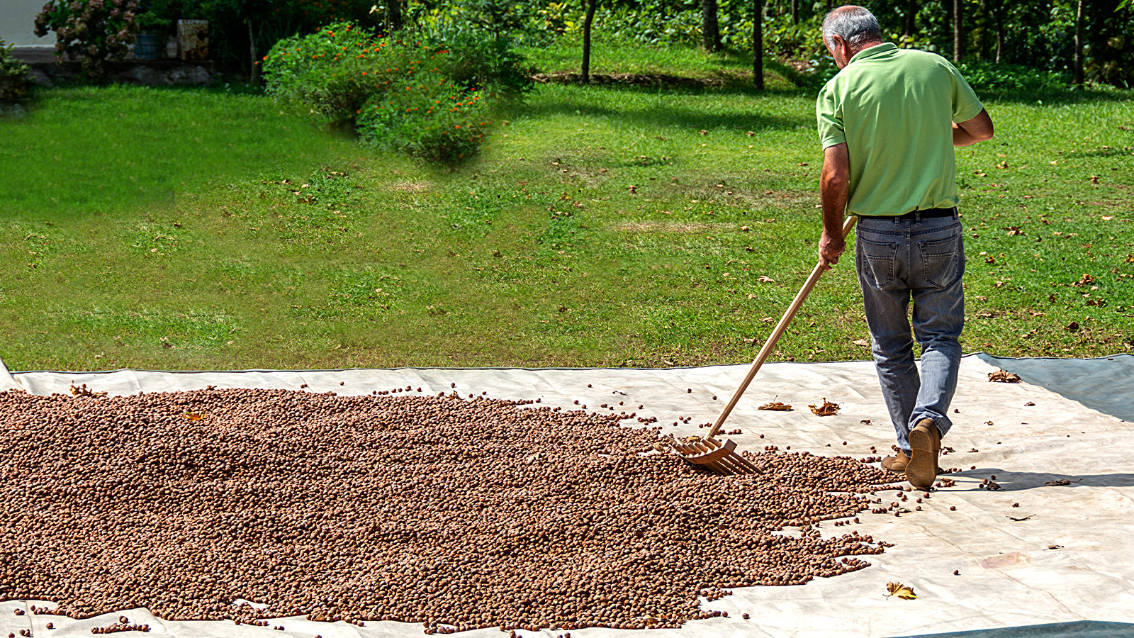 Ne kokarca böceği ne zirai don! Fiyat indirme planı geri tepti